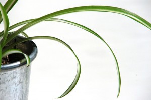 Indoor Plant 300x199 Interiorscape Marketing in 2011: Blogging, Facebook, Etc.