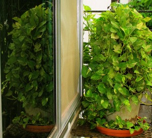 Money Plant Money Plant 300x272 Cleaning Air with Indoor Plants