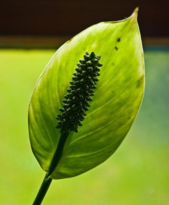 Indoor Plant Beautiful Green Glow 247x300 25 Beautiful Indoor Plant Design Images