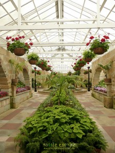 Beautiful Greenhouse Beautiful Greenhouse 225x300 25 Beautiful Indoor Plant Design Images