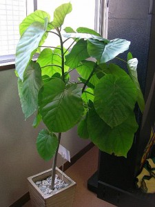 Big Gree Leaves Big Gree Leaves 225x300 25 Beautiful Indoor Plant Design Images