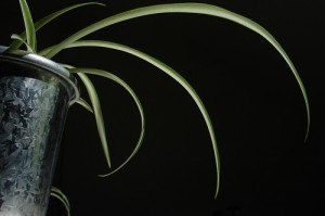 Black and Silver Black and Silver 300x199 25 Beautiful Indoor Plant Design Images