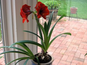Bright Red Bright Red 300x225 25 Beautiful Indoor Plant Design Images