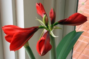 Close Up Red Close Up Red 300x199 25 Beautiful Indoor Plant Design Images