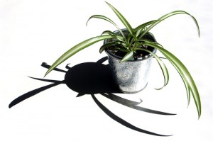 Crisp White Crisp White 300x199 25 Beautiful Indoor Plant Design Images