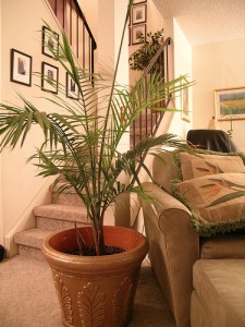 Dramatic Residential Dramatic Residential 225x300 25 Beautiful Indoor Plant Design Images