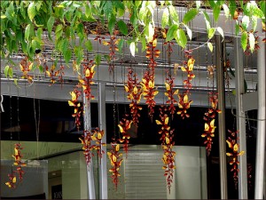 Haning Beauty Haning Beauty 300x225 25 Beautiful Indoor Plant Design Images
