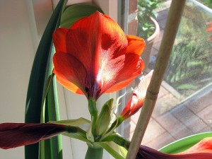 Redish Orange Redish Orange 300x225 25 Beautiful Indoor Plant Design Images
