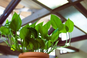 Sunlight Green Sunlight Green 300x199 25 Beautiful Indoor Plant Design Images