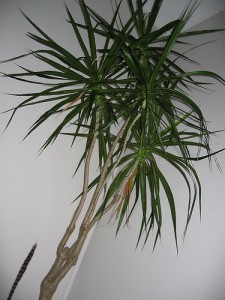 Tall and Green Tall and Green 225x300 25 Beautiful Indoor Plant Design Images