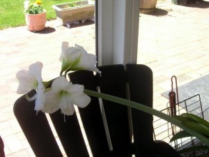 White Flower Indoor White Flower Indoor 300x225 25 Beautiful Indoor Plant Design Images