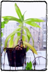 Window Plant Window Plant 200x300 25 Beautiful Indoor Plant Design Images