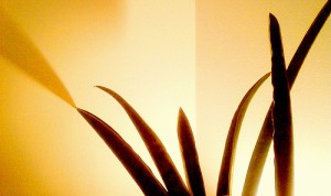 Yellow Shadow Yellow Shadow 300x178 25 Beautiful Indoor Plant Design Images