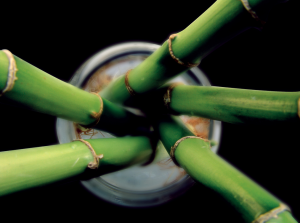 Bamboo bamboo 300x223 25 Beautiful Indoor Plant Design Images