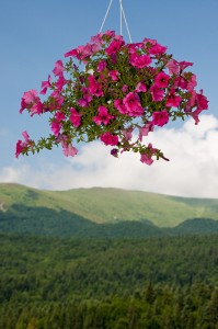 A generous flowering plant hanging before hills 4296838839 9c1fa678f0 199x300 Seven Unique Outdoor Containers
