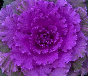 ornamental cabbage 3 ornamental cabbage 3 300x260 Ornamental Edibles for Outdoor Containers
