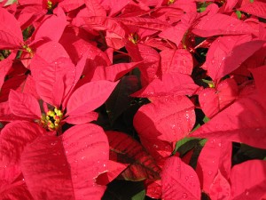 poinsettias 300x225 How Holiday Sales Can Boost Your Interiorscaping Business