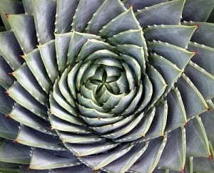 succulent spiral succulent spiral 300x243 Succulents