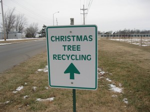 4231067017 697aebd7bc 300x225 Tips for Christmas Tree Disposal
