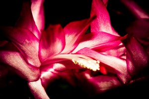 Christmas Cactus Christmas Cactus 300x199 Helping Your Christmas Cactus Bloom
