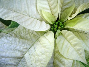 White Poinsettia White Poinsettia 300x225 Fun Facts about the Poinsettia