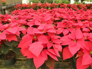 poinsettia poinsettianursery 300x225 Fun Facts about the Poinsettia