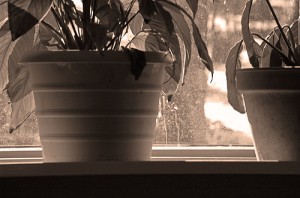 potted plants 300x198 Is it Time to Repot?