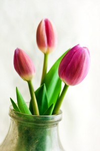 Spring is Here tulips 199x300 Planting Spring Bulbs in Containers