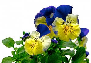 3448084907 06b05c5cca 300x208 Pansies are Perfect for Spring Containers