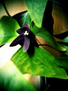 5321443275_b8f72b5cfb 5321443275 b8f72b5cfb 224x300 Growing Shamrocks for St. Patricks Day