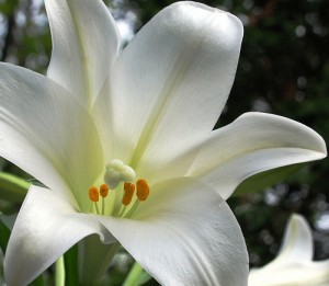 5669743044_178f2b2d6e 5669743044 178f2b2d6e 300x261 Easter Lilies