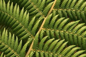 Office Fern