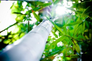 Bamboo Shining by TheBusyBrain