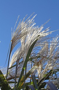 Ornamental Grasses