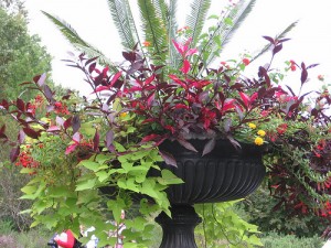 Montrose Gardens