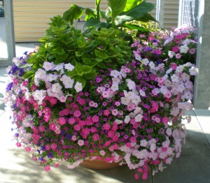 Floral Arrangement of Petunias