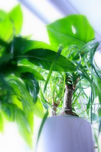 "Ponytail Palm"