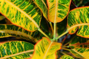 "Croton"