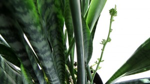 "Snake Plant in Bloom"