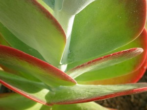 Paddle Plant