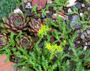 Sedums