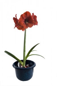 Amaryllis