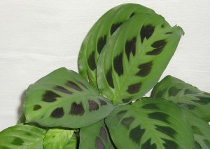 Marante (Maranta leuconeura Kerchoveana)  