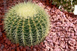 Golden Barrel Cactus Echinocactus grusonii