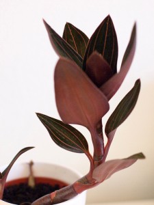 Jewel Orchid