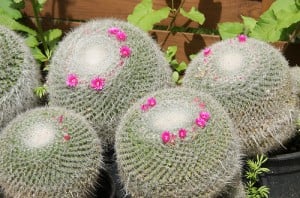 "Mammillaria pink" Cacti