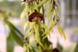 Cockleshell Orchid