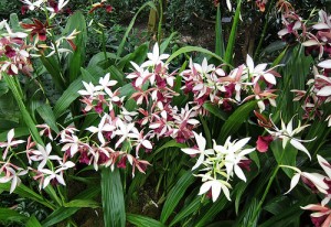 Nun's Orchid