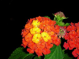 lantana