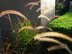 Red Fountain Grass